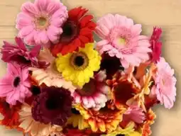 REWE Center Gerbera Schnittblumen Angebot