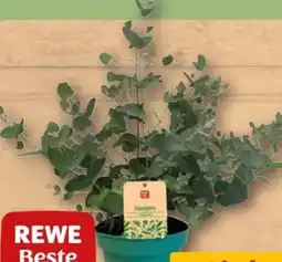 REWE Center Rewe Beste Wahl Eukalyptus Angebot