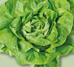 REWE Center Rewe Regional Kopfsalat Angebot