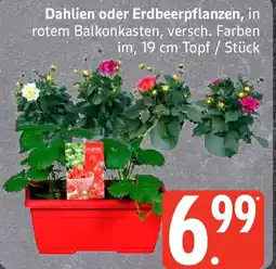 Edeka Dahlien oder Erdbeerpflanzen Angebot