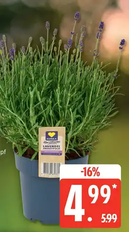 Edeka EDEKA Herzstücke Lavendel Angebot