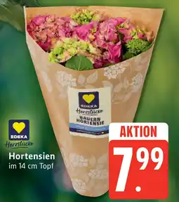 Edeka EDEKA Herzstücke Hortensien Angebot