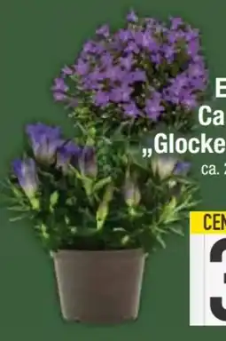 E-Center Lieblingsblume Glockenblume Campanula Angebot