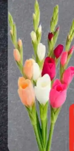 Edeka Frischemarkt Zwerg Gladiole Angebot