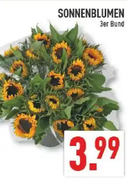 Marktkauf Sonnenblumen Angebot