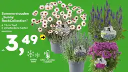 Globus Baumarkt Sommerstauden 'sunny rockcollection' Angebot