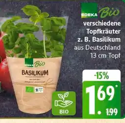 Marktkauf Edeka bio basilikum Angebot