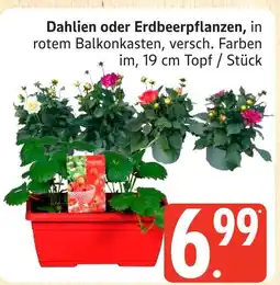 Marktkauf Dahlien Angebot