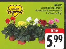 E-Center Dahlien Angebot
