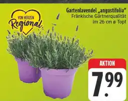 E-Center Gartenlavendel 'angustifolia' Angebot