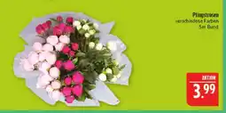 Marktkauf Pfingstrosen Angebot