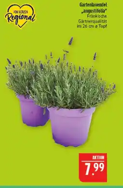 Marktkauf Von herzen regional gartenlavendel 'angustifolia' Angebot