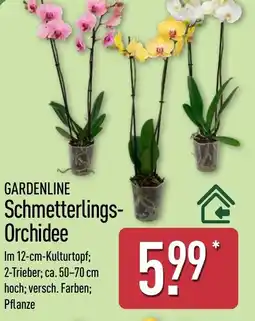 Aldi Nord GARDENLINE Schmetterlings- Orchidee Angebot