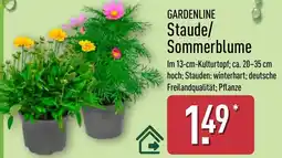 Aldi Nord GARDENLINE Staude/ Sommerblume Angebot