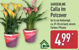 Aldi Nord GARDENLINE Calla im Potcover Angebot