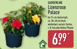 Aldi Nord GARDENLINE Lizenzrose Palace Angebot