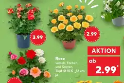 Kaufland Rose Angebot