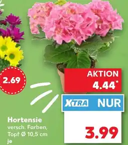 Kaufland Hortensie Angebot