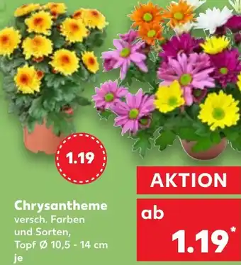 Kaufland Chrysantheme Angebot