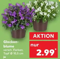 Kaufland Glockenblume Angebot