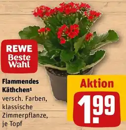 REWE Flammendes Käthchen Angebot