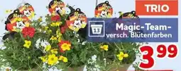 CENTERSHOP Magic-Team Angebot