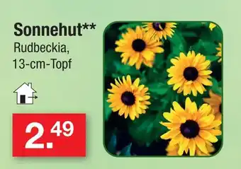 Zimmermann Sonnenhut Angebot