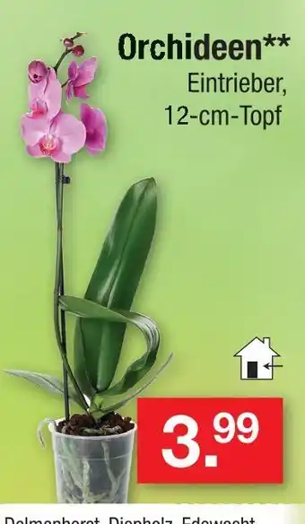 Zimmermann Orchideen Angebot