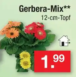 Zimmermann Gerbera-mix Angebot