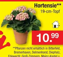 Zimmermann Hortensie Angebot