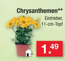 Zimmermann Chrysanthemen Angebot