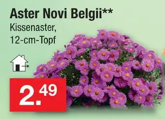 Zimmermann Aster novi belgii Angebot