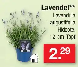 Zimmermann Lavendel Angebot