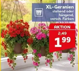 CENTERSHOP XL-Geranien Angebot