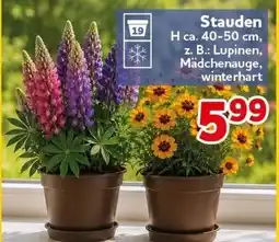 CENTERSHOP Stauden Angebot