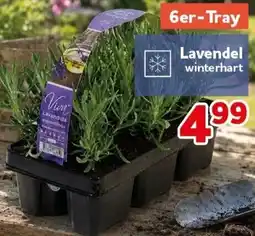 CENTERSHOP Lavendel winterhart Angebot