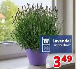 CENTERSHOP Lavendel winterhart Angebot