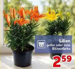 CENTERSHOP Lilien gelbe oder rote Blütenfarbe Angebot