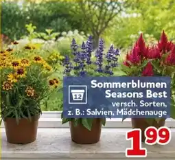 CENTERSHOP Sommerblumen Seasons Best Angebot