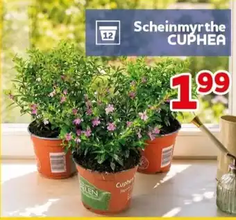 CENTERSHOP Scheinmyrthe CUPHEA Angebot