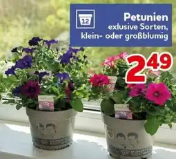 CENTERSHOP Petunien Angebot