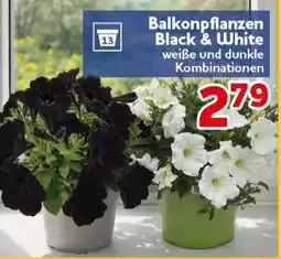 CENTERSHOP Balkonpflanzen Black & White Angebot