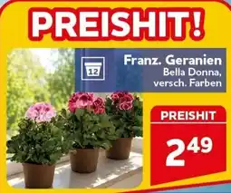 CENTERSHOP Franz. Geranien Bella Bella Donna, versch. Farben Angebot