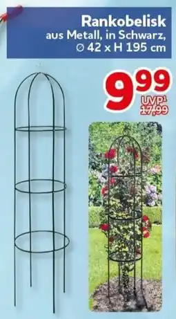 CENTERSHOP Rankobelisk Angebot