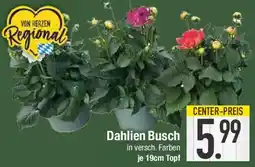 E-Center Dahlien Busch Angebot