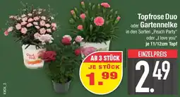 E-Center Topfrose Duo oder Gartennelke Angebot