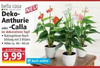 Norma Anthurie-Calla Angebot
