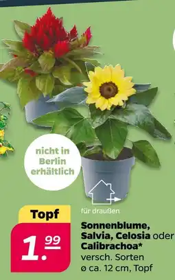 Netto Sonnenblume, salvia, celosia oder calibrachoa Angebot