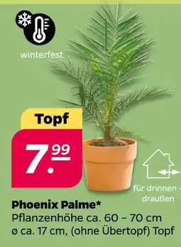 NETTO Phoenix palme Angebot