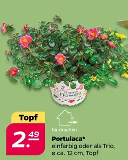 Netto Portulaca Angebot